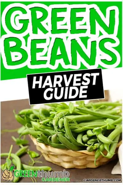 green beans harvest guide