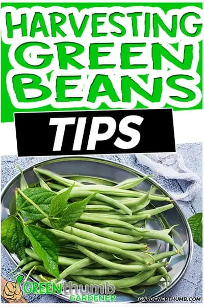 harvesting green beans tips