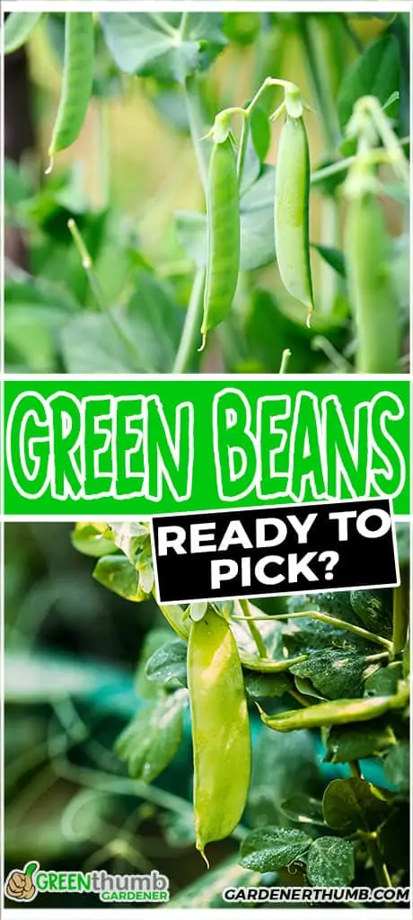 green beans ready to pick?