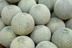when to pick cantaloupe from the vine