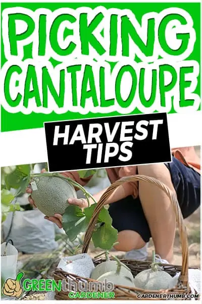 picking cantaloupe harvest tips