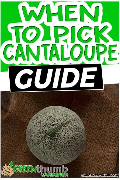 when to pick cantaloupe guide