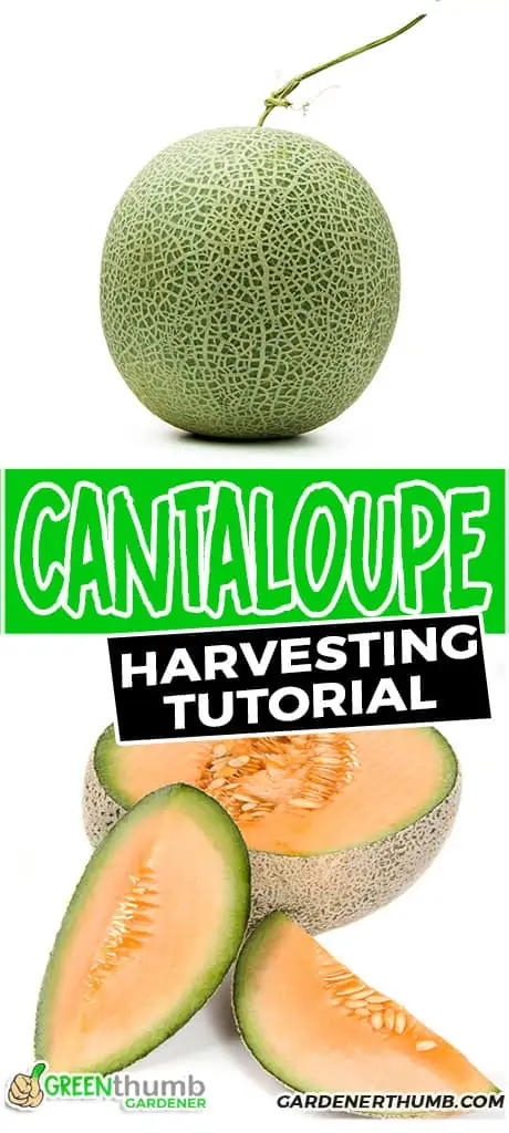 cantaloupe harvesting tutorial