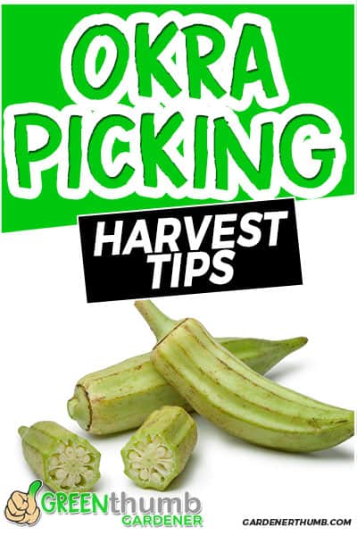 When to Pick Okra Harvesting Tips Green Thumb Gardener