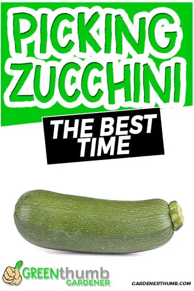 picking zucchini the best time