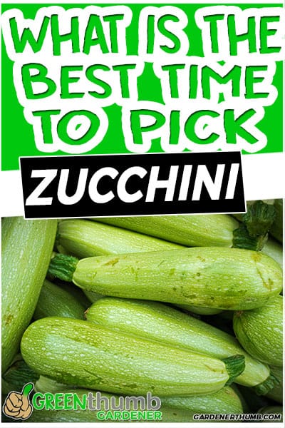 what is the best time to pick zucchini