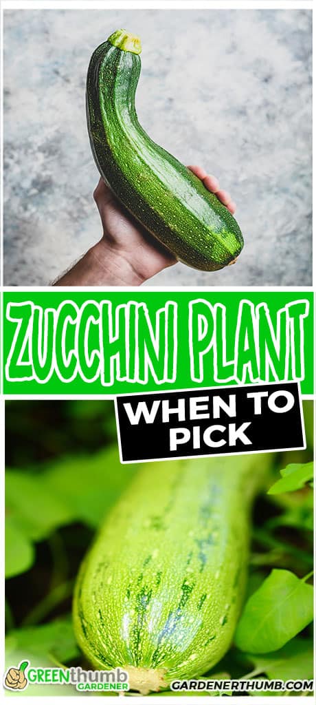 zucchini plant when to pick