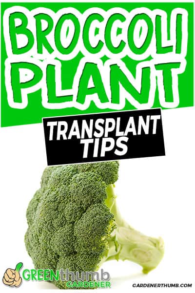 broccoli plant transplant tips