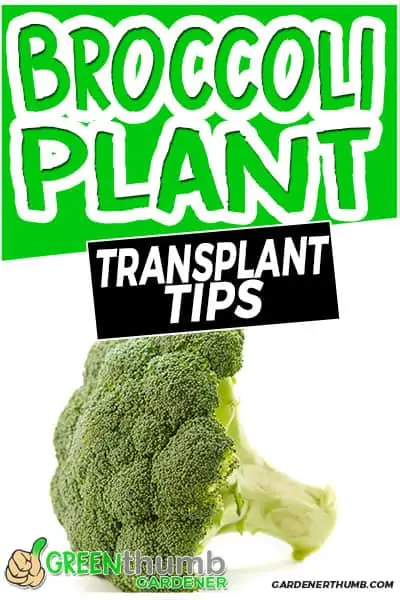 broccoli plant transplant tips