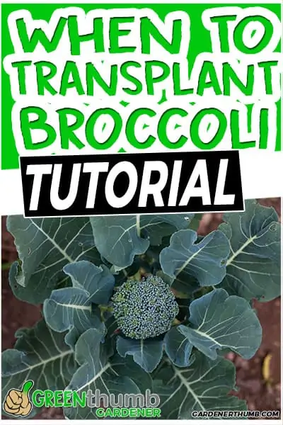 when to transplant broccoli tutorial