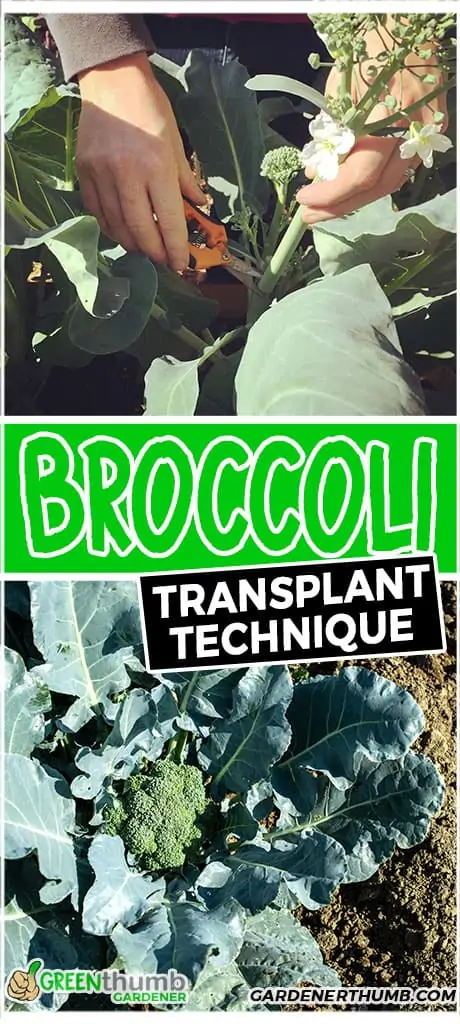 broccoli transplant technique