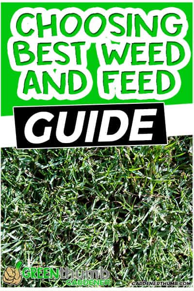choosing best weed and feed guide