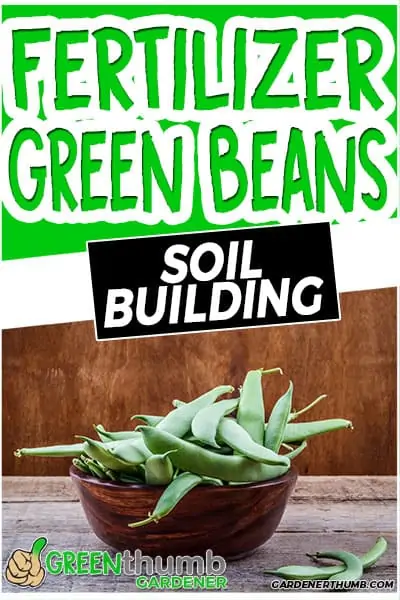 fertilizer green beans soil building