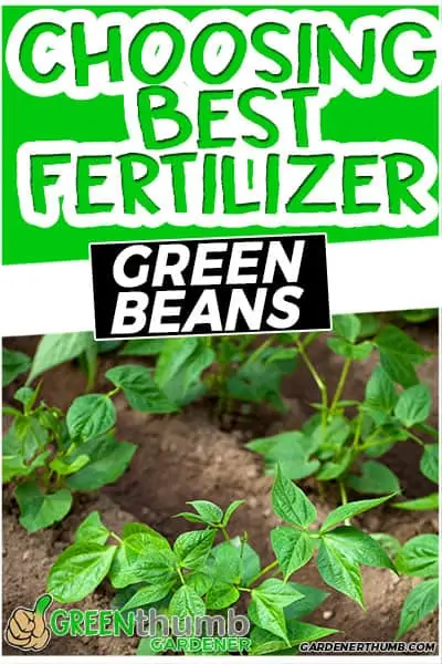 choosing best fertilizer green beans