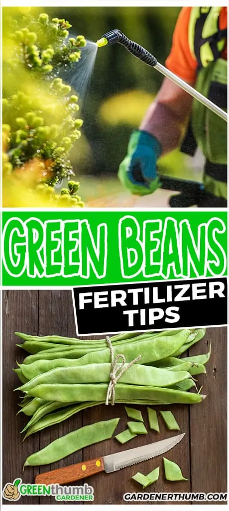 green beans fertilizer tips