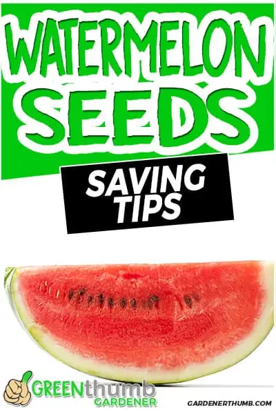 watermelon seeds saving tips