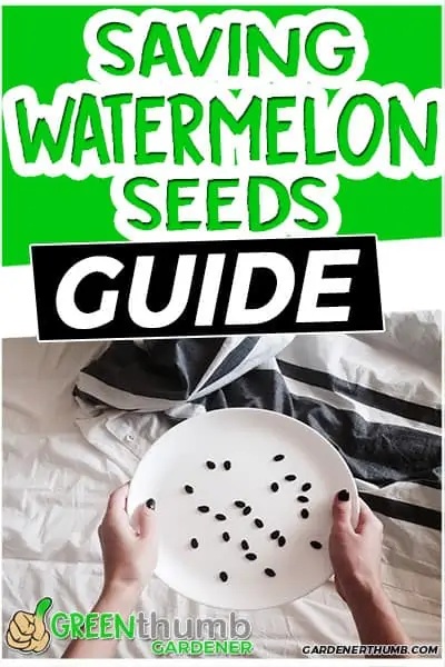 saving watermelon seeds guide