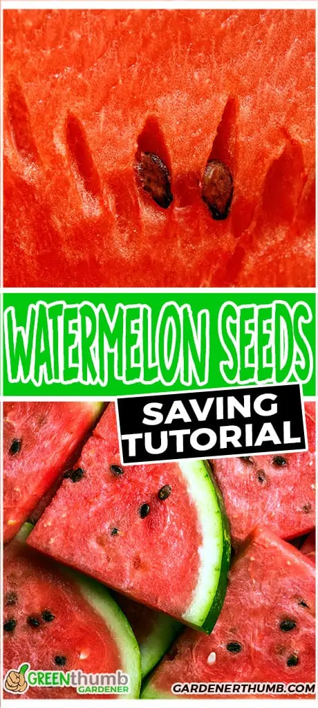 watermelon seeds saving tutorial