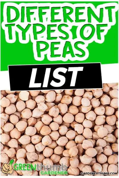 different types of peas list