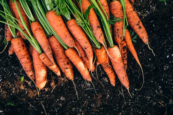 fertilizer for carrots
