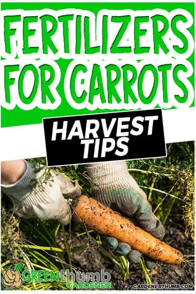 fertilizers for carrots harvest tips