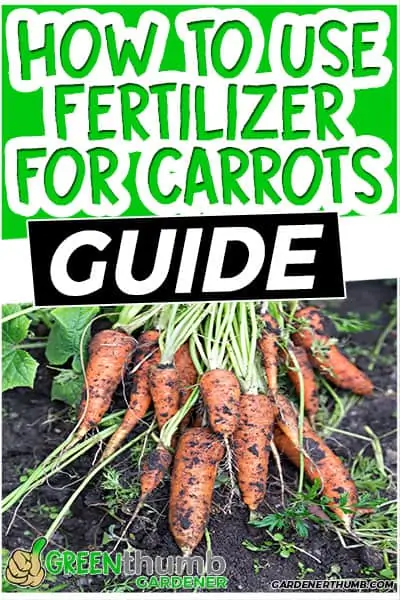 how to use fertilizer for carrots guide