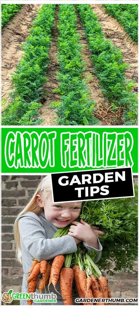 carrot fertilizer garden tips