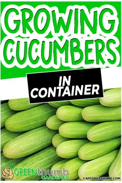 growing cucumbers in container