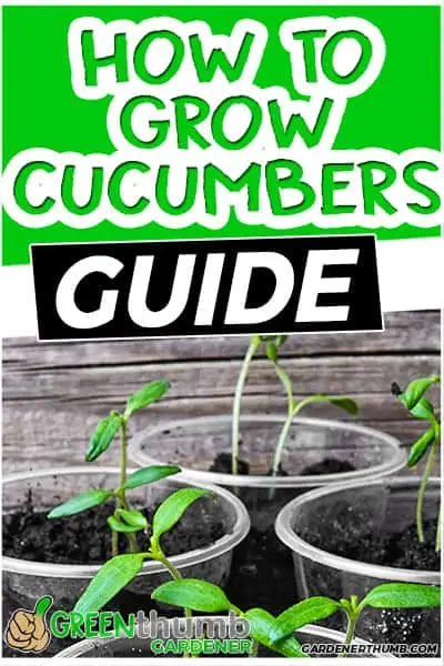 how to grow cucumbers guide