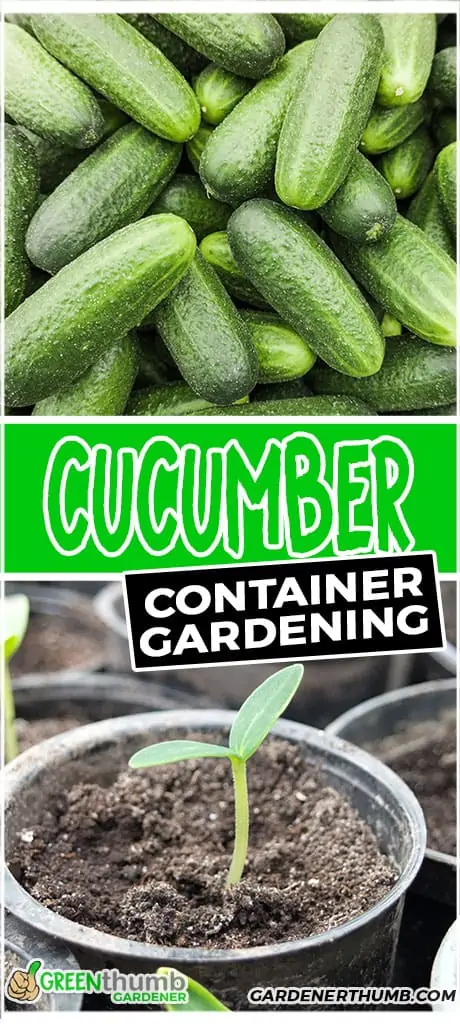 cucumber container gardening