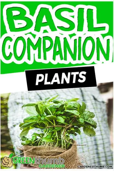 basil companion plants