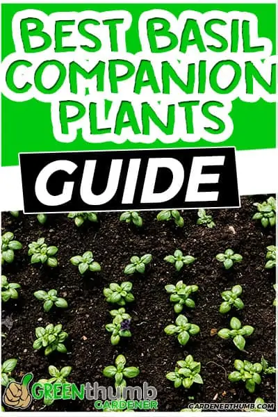 best basil companion plants guide