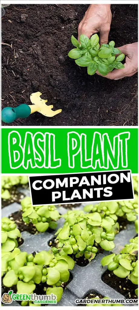 basil plant companion plants