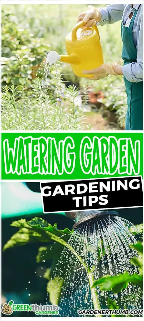 watering garden gardening tips