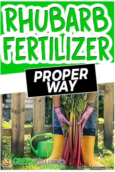 rhubarb fertilizer proper way