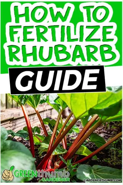 how to fertilize rhubarb guide