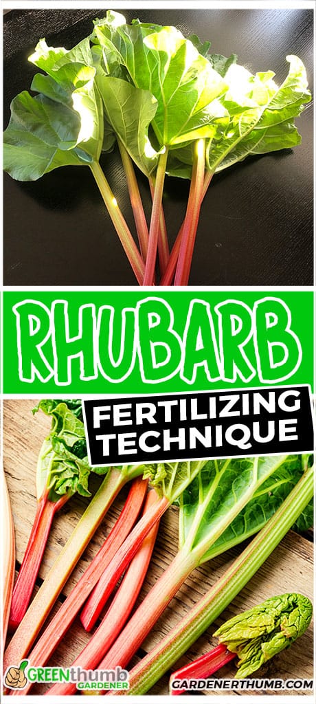 rhubarb fertilizing technique