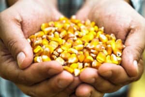 how much water does corn need