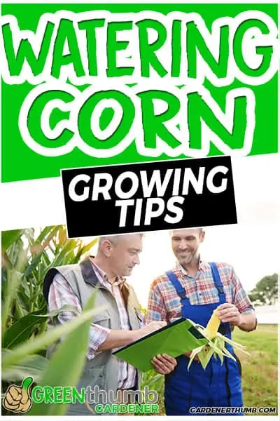 watering corn growing tips