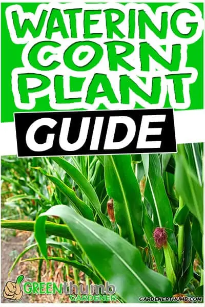 watering corn plant guide