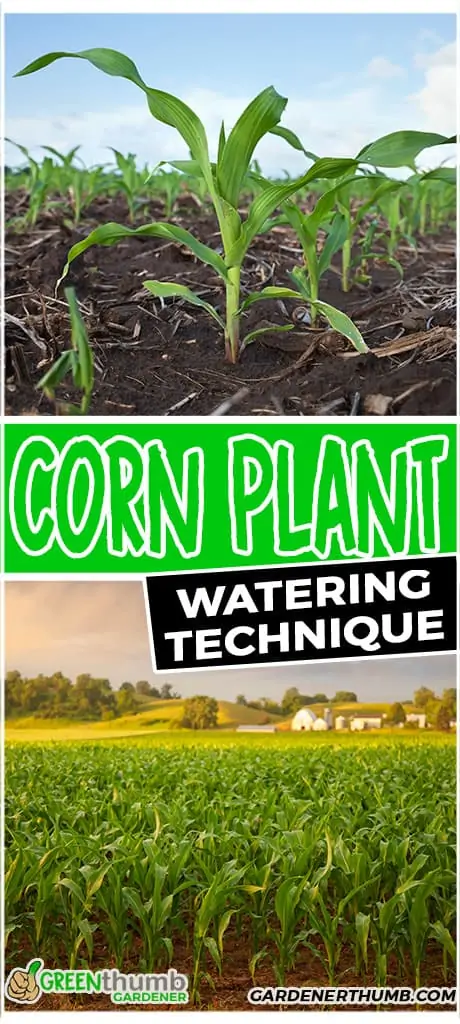 corn plant watering technique