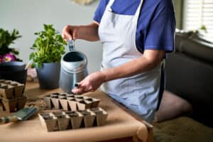 how often to water seedlings