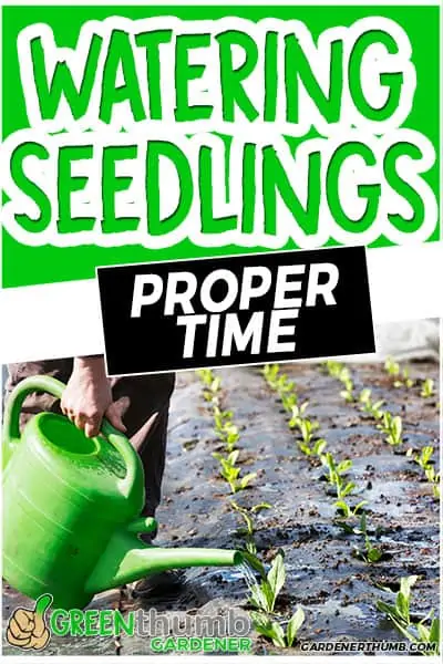 watering seedlings proper time