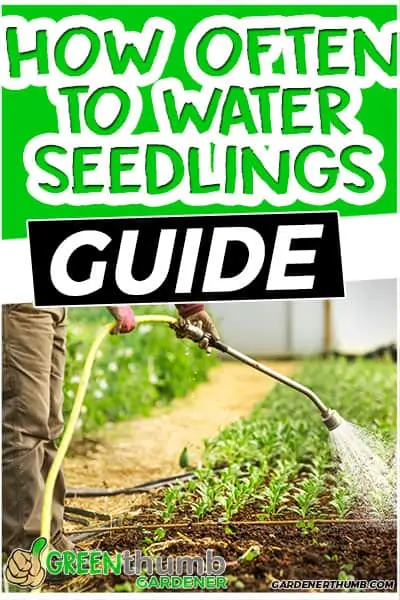 how often to water seedlings guide