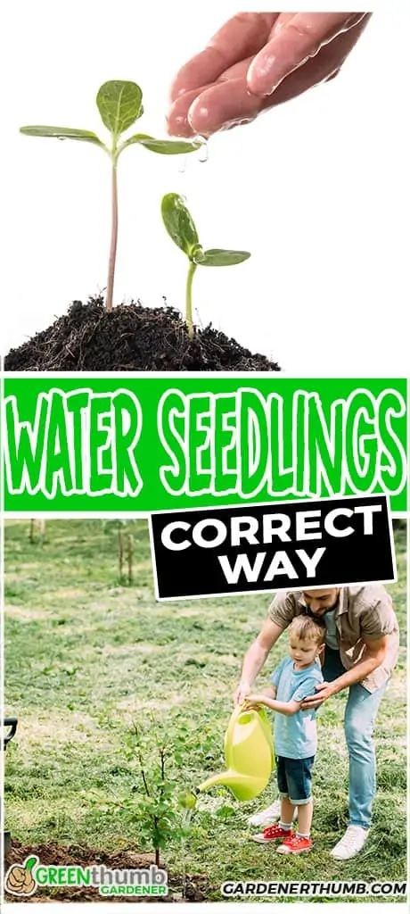 water seedlings correct way