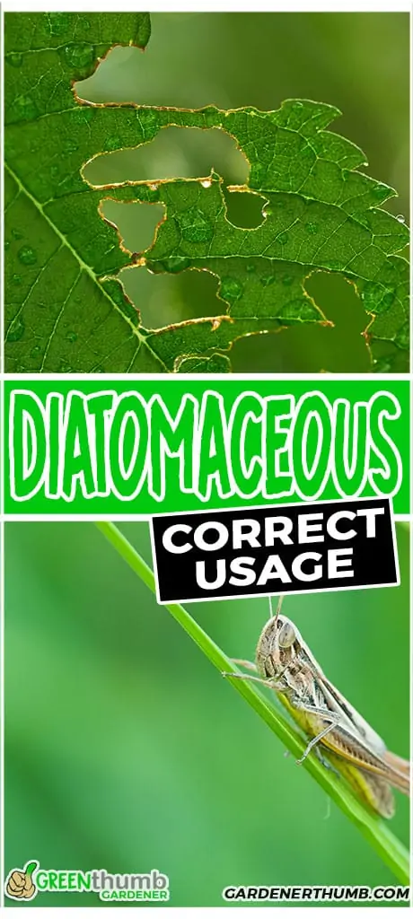 diatomaceous correct usage