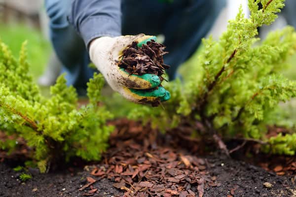 Pine Straw Mulch Pros And Cons [All You Need To Know]