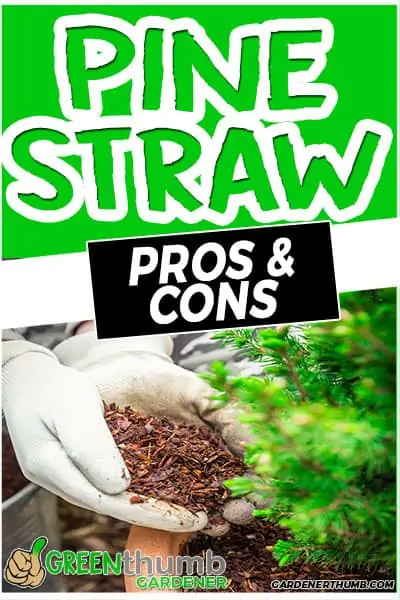 pine straw pros & cons