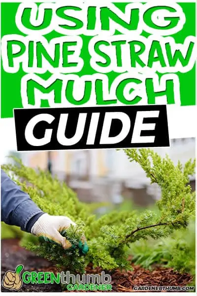 using pone straw mulch guide