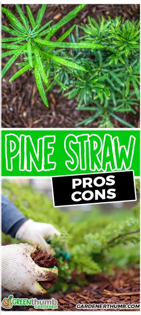 pine straw pros cons